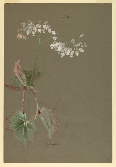 Disegno, studio da Sophia L. Crownfield